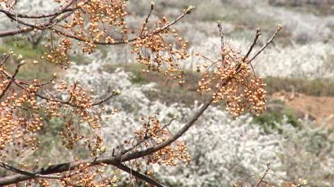 Melia tree fruit in front of flowered cherry tree plantations Stock Footage 49555851