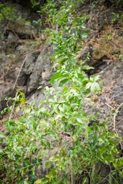 Melientha suavis pierre leaf on tree in the nature forest / Opiliaceae melien Stock Photos