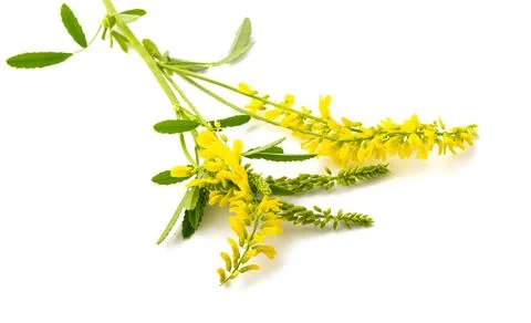 Melilot flowers Stock Photos