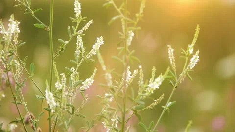 Melilotus albus, known as honey clover, white melilot (UK), Bokhara clover (A Stock Footage 166399156