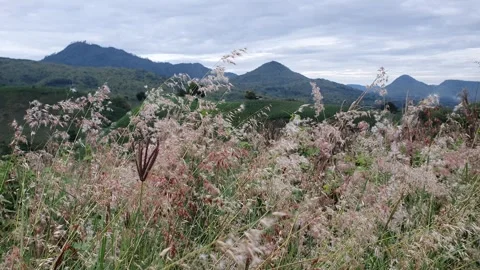 Melinis grass with a background of trees and mountains Vídeos de archivo 335054083