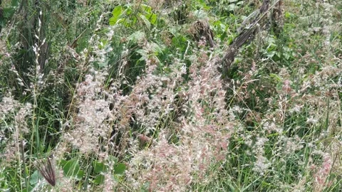 Melinis grass blown by the mountain wind in Indonesia Видео 335360194