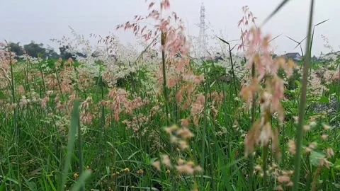 Melinis Repens Field Captured Amid Soft and Serene Breezes Stock Footage 293342345