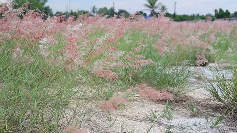 Melinis repens grass flowers Stock Footage 89784944