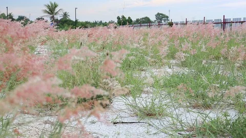Melinis repens grass flowers Stock Footage 89784957