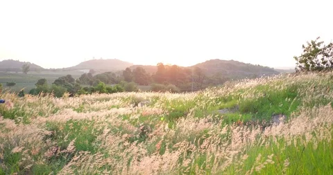 Melinis repens grass flowers Stock Footage 89786762