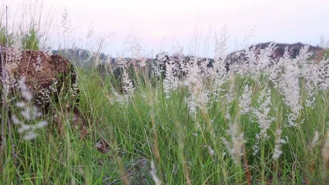 Melinis repens grass flowers Stock Footage 97259651