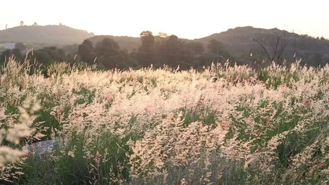 Melinis repens grass flowers Stock Footage 97259797