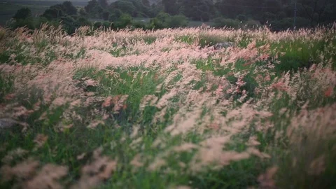 Melinis repens grass flowers Stock Footage 97260085