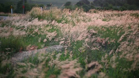 Melinis repens grass flowers Stock Footage 97260100