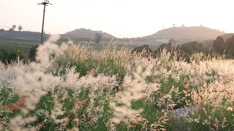 Melinis repens grass flowers Stock Footage 97260120