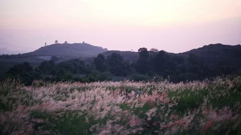 Melinis repens grass flowers Stock Footage 97260127