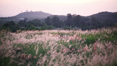 Melinis repens grass flowers Stock Footage 97260138