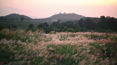 Melinis repens grass flowers Stock Footage 97260156