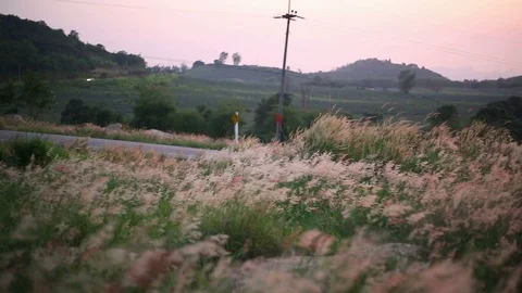 Melinis repens grass flowers Stock Footage 97260159