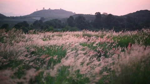 Melinis repens grass flowers Stock Footage 97260195