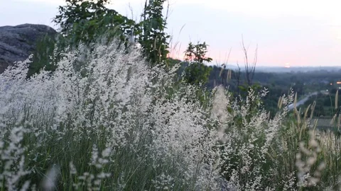 Melinis repens grass flowers  Stock Footage 101049373