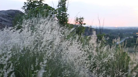 Melinis repens grass flowers  Video stock 101049465
