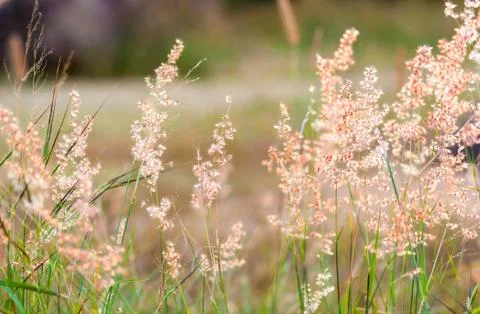 Melinis repens, grass Stock Photos