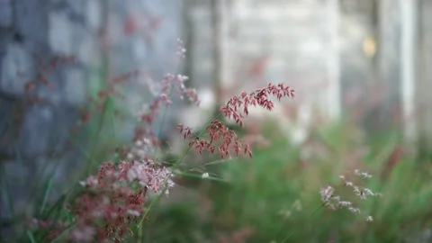 Melinis Repens in the wind Stock Footage 275571481