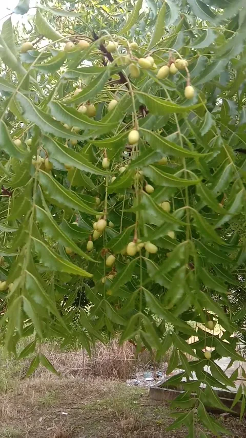 Melinjo fruit Video stock 167688856