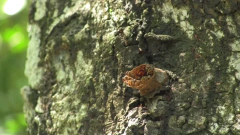 Melipona bees Stock Footage 327479568