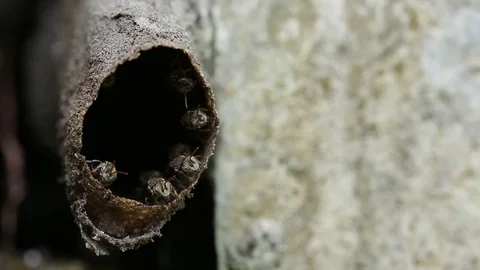 Melipona, native stingless bees of Mexico Stock-Footage 118709288