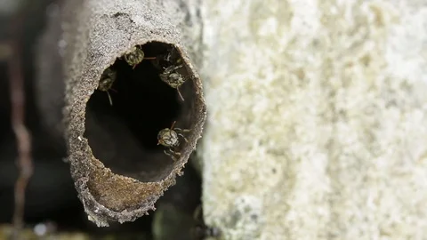 Melipona, native stingless bees of Mexico Stock-Footage 118709309