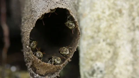 Melipona, native stingless bees of Mexico Stock-Footage 118709338