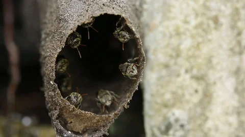 Melipona, native stingless bees of Mexico Stock-Footage 118709342