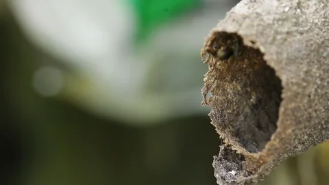 Melipona, native stingless bees of Mexico Stock-Footage 118709351