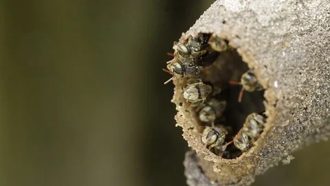 Melipona, native stingless bees of Mexico Stock-Footage 118709375