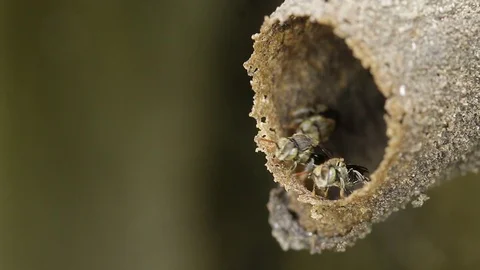 Melipona, native stingless bees of Mexico Stock-Footage 118709392
