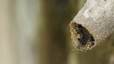 Melipona, native stingless bees of Mexico Stock-Footage 118709402