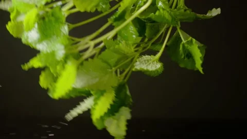 Melissa on a black background. Slow motion. Stock Footage 150318591