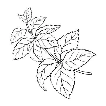 Melissa branch vector isolated Stock Illustration