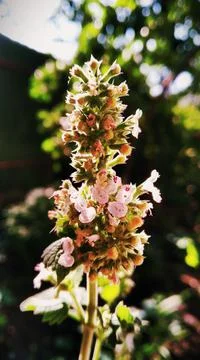 Melissa flower Stock Photos