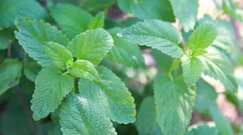 Melissa Stock Footage 10946188