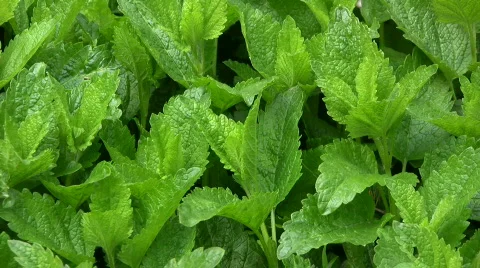Melissa officinalis Stock Footage 477661