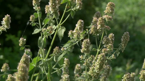 Melissa officinalis. Stock Footage 204942905