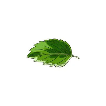 Melissa or peppermint green single leaf sketch vector illustration isolated. Stock Illustration