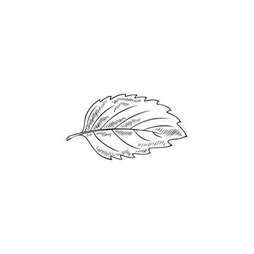 Melissa or peppermint leaf in hand drawn sketch style, flat vector illustration Stock Illustration