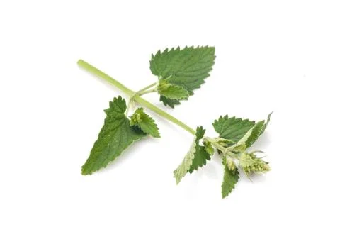 Melissa Stock Photos