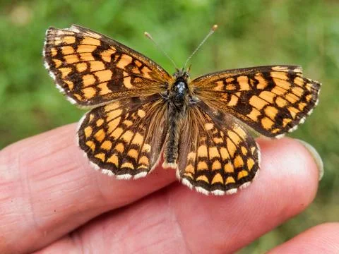 Melitaea nevadensis. Stock Photos