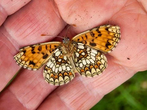 Melitaea nevadensis. Stock Photos