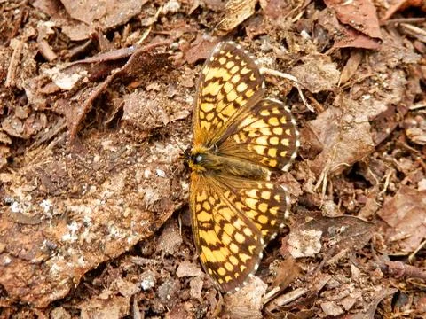 Melitaea nevadensis. Stock Photos