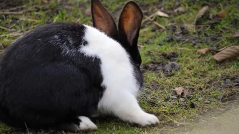 Mellerud rabbit calmly crouching on grass in rural Sweden, close-up wildlife Stock Footage 312041662
