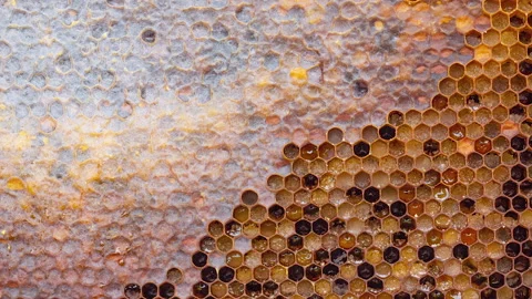 Melliferous wood frame with bee bread and sealed honey as a natural background Stock Footage 159879510