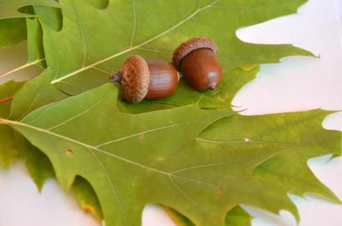 Mellow acorns next to the oak leaf on white background Stock Photos