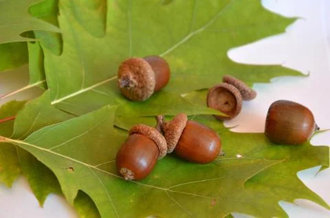 Mellow acorns next to the oak leaf on white background Stock Photos